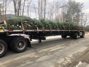 Christmas Trees Transported on a Flatbed